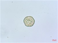 狗筋蔓藏品圖，第3張