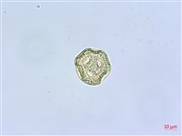 狗筋蔓藏品圖，第4張