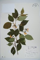 臺灣蝴蝶戲珠花、臺灣蝴蝶花藏品圖，第1張