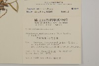 玉山抱莖籟簫藏品圖，第2張