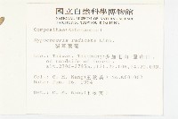 貓兒菊藏品圖，第2張