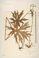 高山破傘菊藏品圖，第1張