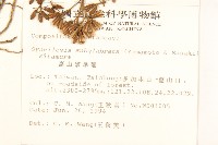 高山破傘菊藏品圖，第2張