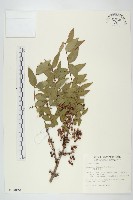 臺灣馬桑藏品圖，第1張