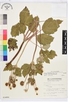 小白頭翁、野棉花藏品圖，第1張