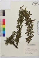 小葉鼠李藏品圖，第1張