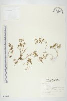 台灣佛甲草、石板菜藏品圖，第1張