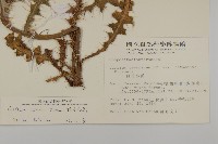 細川氏薊藏品圖，第2張