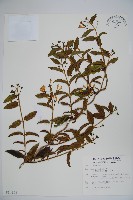 阿里山忍冬、漸尖葉忍冬藏品圖，第1張