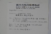 阿里山忍冬、漸尖葉忍冬藏品圖，第2張