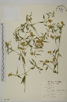 狗筋蔓藏品圖，第1張