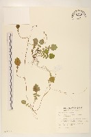 臺灣稻槎菜藏品圖，第1張