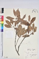 捲斗櫟藏品圖，第1張