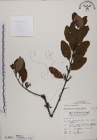 蓮華池桑寄生藏品圖，第1張