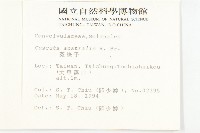 菟絲子藏品圖，第2張