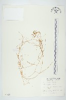 菟絲子藏品圖，第1張