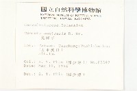 菟絲子藏品圖，第2張