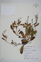 臺灣附地草藏品圖，第1張