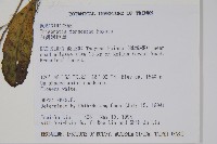 臺灣附地草藏品圖，第2張