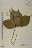 臺灣及己藏品圖，第1張