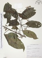 山香圓藏品圖，第1張