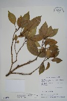 臺灣樹參藏品圖，第1張