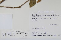 臺灣樹參藏品圖，第2張