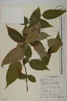 佩羅特木藏品圖，第1張