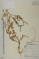 變葉藜藏品圖，第1張