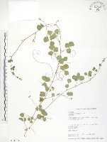 小葉括根藏品圖，第1張