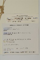 變葉藜藏品圖，第2張