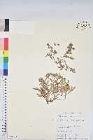 小葉大戟藏品圖，第1張