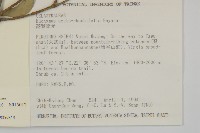 菱葉衛矛藏品圖，第2張