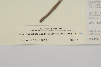 菱葉衛矛藏品圖，第3張