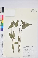 山靛藏品圖，第1張