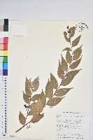 白珠樹藏品圖，第1張