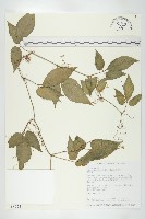 絞股藍藏品圖，第1張