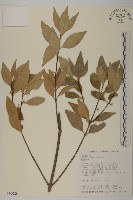 福建賽衛矛、福建假衛矛藏品圖，第4張