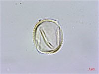 福建賽衛矛、福建假衛矛藏品圖，第3張