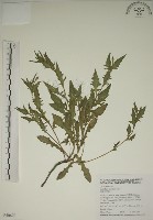 四翅月見草藏品圖，第1張