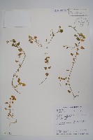 山桔梗藏品圖，第1張