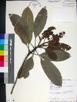 山枇杷、臺灣枇杷藏品圖，第1張