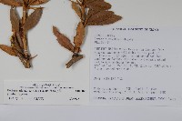 長葉小蘗藏品圖，第2張