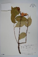 鐘萼木藏品圖，第1張