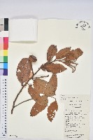 登錄號:S015051藏品圖，第1張