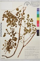 偏翅唐松草藏品圖，第1張