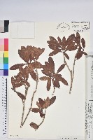 糠秕杜鵑花藏品圖，第2張