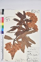 桃葉杜鵑藏品圖，第1張