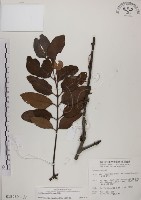 蓮華池桑寄生藏品圖，第1張