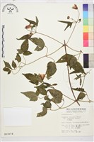 小木通藏品圖，第1張